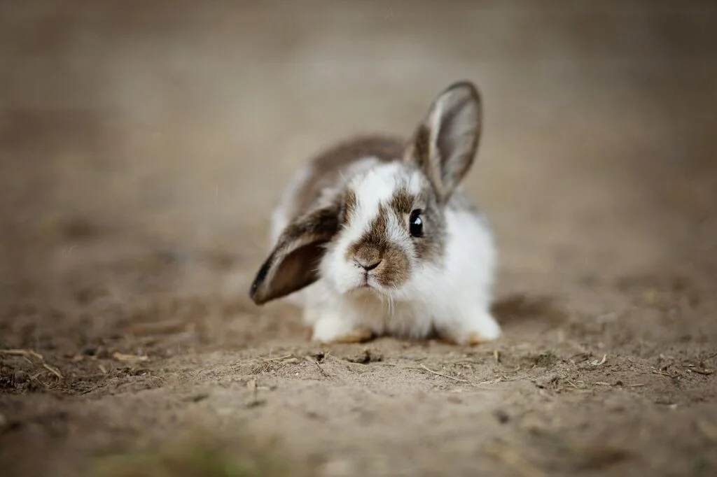 A cute bunny listening with one ear up in the air because of its high noise sensitivity.